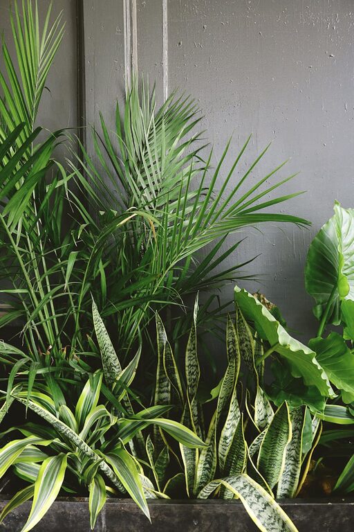 How to Refresh Your Home with Plants: Easy Tips for a Greener Space